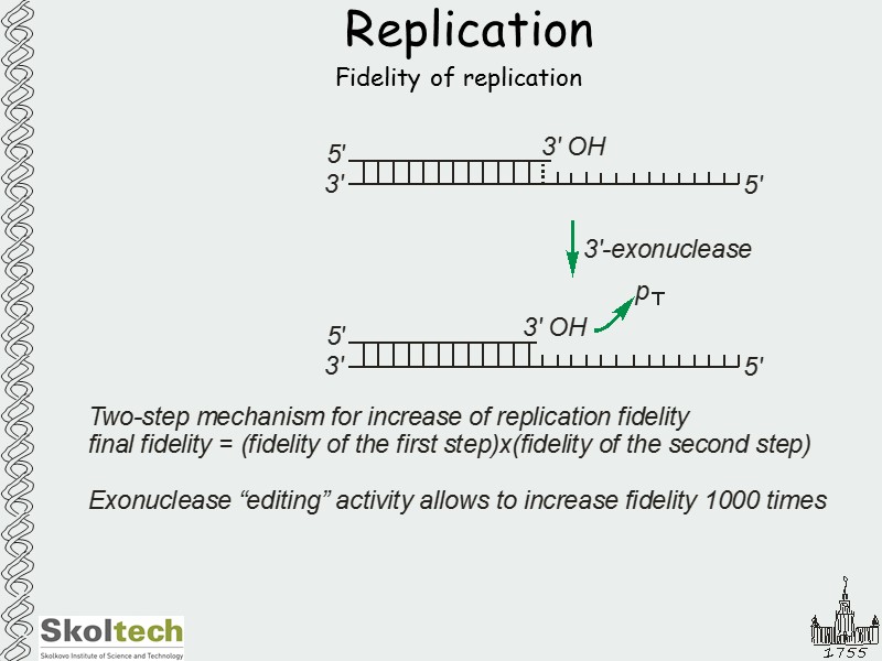 Replication Fidelity of replication